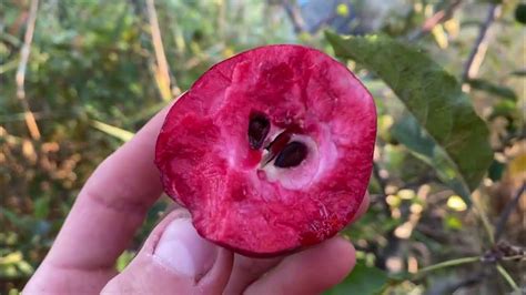 jonagold galarina redlove odysso apple orchard taste test     cultivars
