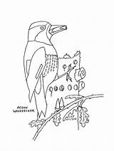 Woodpecker Acorn Downy Coloringhome sketch template