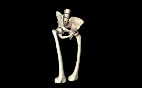 Hip Joint Hip Bone Sacrum Femur Only B 3d Model