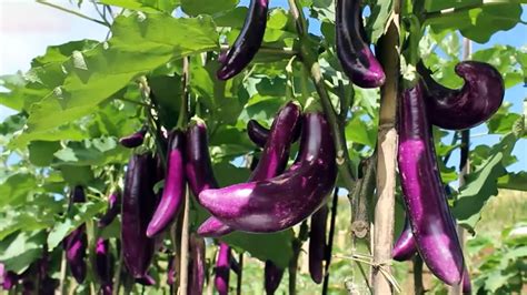 menanam terong ungu  berbuah lebat  panen melimpah