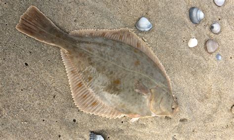 strandvissen op platvis op texel