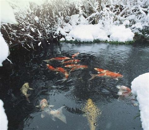 what to do if your pond freezes over pondkeeper blog