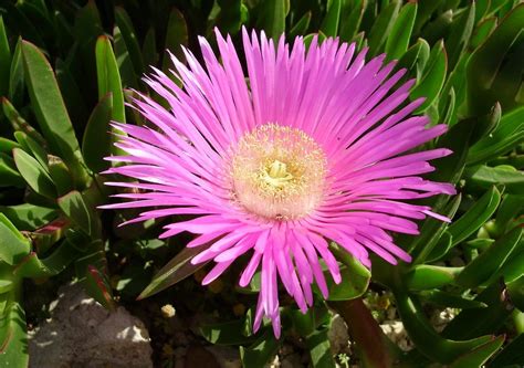 plante grasse  fleur la liste des   belles pour votre jardin