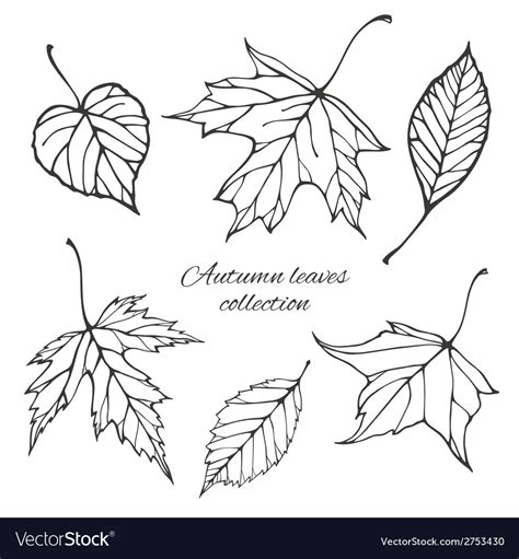 set  outline autumn leaves royalty  vector image