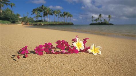 hawaiian flowers wallpaper  pictures