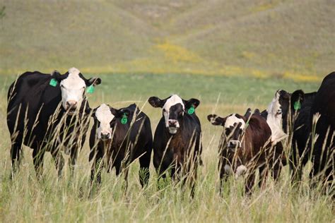 summer pneumonia  spring born beef calves unl beef