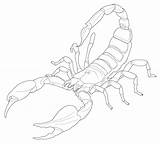 Scorpion Escorpion Escorpiones Escorpión Coloriage Animaux Escorpio Colorier Lineart Coloriages sketch template