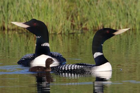 rare arctic breeders yellow billed loons   single chick investment