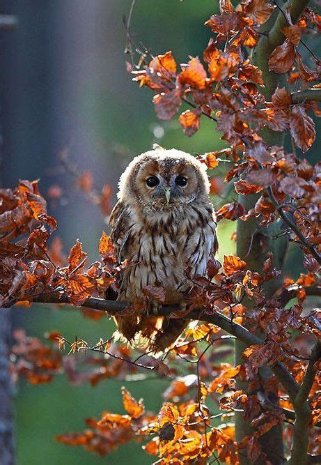 owl pictures   images  facebook tumblr