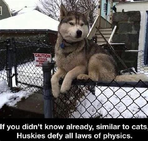 30 Hilarious Husky Jokes The Best Husky Puns And Memes