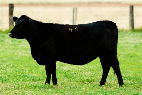 registered black angus bred heifers utah