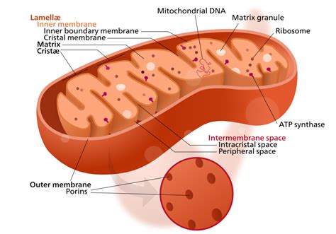 snapshot   mitochondria national ataxia foundation