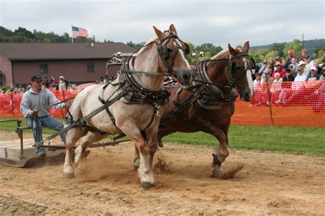 horse pulling contest viola horse  colt show
