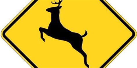 Virginia Drivers Beware Of The Freaky Deer Complex