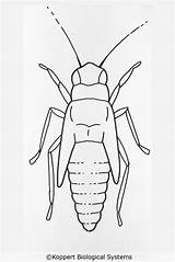Drawing Leafhopper Nymph sketch template