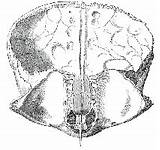 Sulcus Frontal Sagittal Osteology Inferior Endocranial Quia Arachnoid Bones Vault Features Crest sketch template