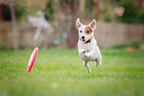 flying dog flying dog dogs animals