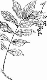 Sumac Poison Clipart Cashew Clipground Etc Edu Library Large Sketch sketch template