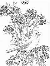Coloring Pages Nice Birds Popular sketch template
