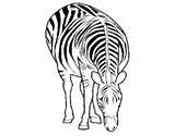 Coloring Zebra Zebras Coloringcrew Pages sketch template