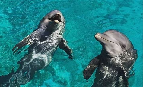 curacao dolfijnen curacao luxury holiday rentals