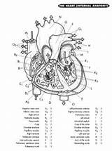 Anatomy Physiology Coloring Pages Book Pdf Workbook Colouring Printable Kapit Heart Human Animal College Drawing Utilities Programs Apps Skull Choose sketch template