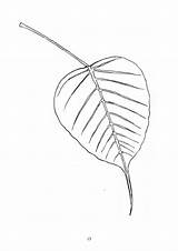 Tree Drawing Bodhi Sketch Buddha Leaves Paintingvalley Branch Google sketch template