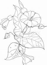 Glory Bindweed Quilt Adult sketch template