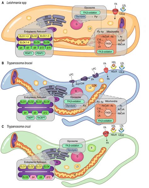 trypanosoma brucei diagram