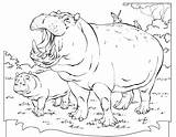 Hippopotamus Hippo Hippopotame Animaux Getdrawings Kb Coloriages sketch template