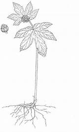 Coloring Growing Hydrastis Plants Canadensis sketch template