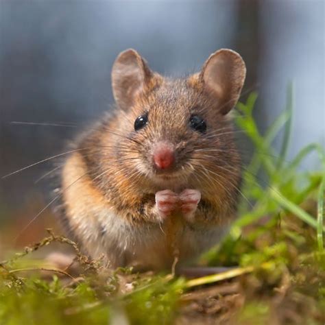 80 best rodents 101 mouse rat and pest facts tips and info images on pinterest rodents rats