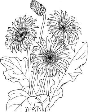 flowers coloring pages super coloring part  daisy drawing
