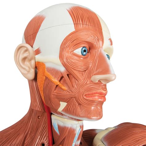 anatomical model life size male muscular figure 37 part