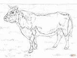 Bull Coloring Pages Randall Ferdinand Cattle Color Bulls Printable Drawing Print sketch template