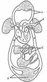 Circulatory Biologycorner sketch template