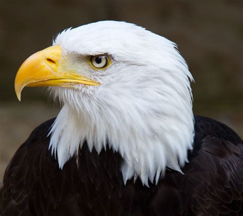 filebald eagle head  jpg wikimedia commons