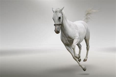 gambar kuda putih wallpaper