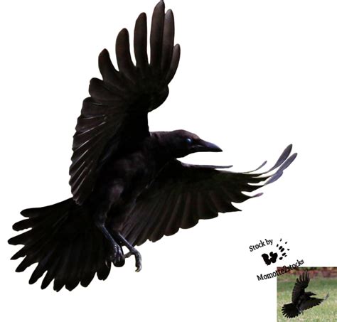 pin by hilary britton on raven bird crow flying crow