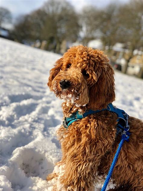 cockapoo full grown