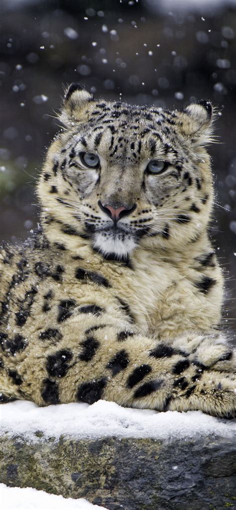 snow leopard wallpaper  winter big cat wildlife
