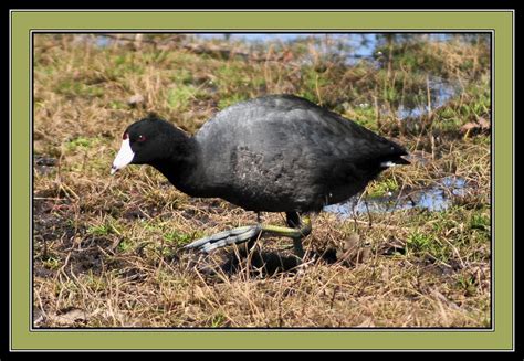 big footed american coot i ve never seen the likes of