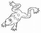 Frog Coloring Pages Tree Library Clipart Colour sketch template