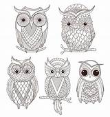 Adulte Hiboux Owls sketch template