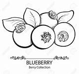 Blueberry Clipart Blueberries Outline Stylized Stock Vector Illustration Drawn Hand Webstockreview Depositphotos Clip Clipground Letters Illustrations sketch template