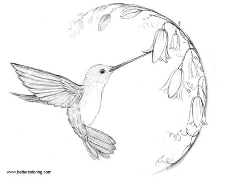 hummingbird  coloring pages png  file  womens