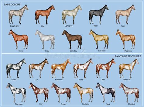 horse color chart stock illustration horse color chart horse