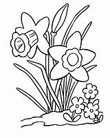 Daffodils Daffodil sketch template