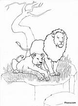 Coloring Wild Pages Lions Animals Pack Kids Lion Pitara sketch template