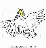 Cockatoo Flying Crested Sulphur Clipart Coloring Looking Back Illustration Royalty Rf Dennis Holmes Designs Designlooter 2021 Drawings Vector Clipground 470px sketch template